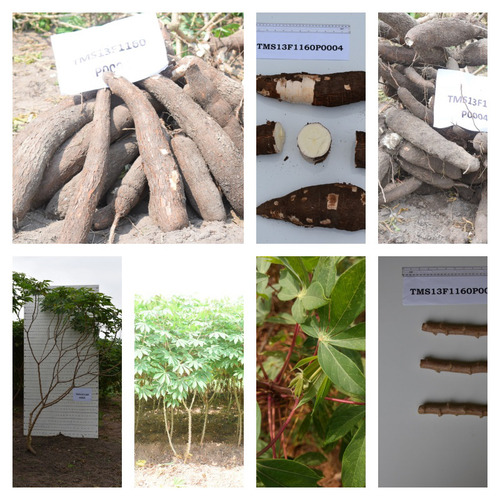 Game Changer Cassava Stem Variety | 50 stem (20cm planting length) per pack
