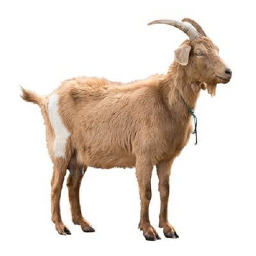 Draminski Ovulation Detector for Sheep, Goat and Pig (Pre-order) - Image 2