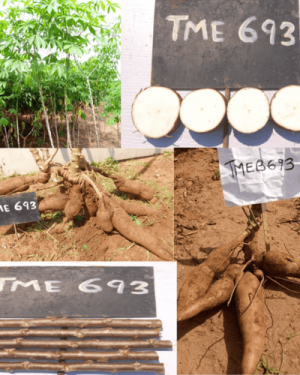 Poundable Cassava Stem Variety | 50 stem (20cm planting length) per pack