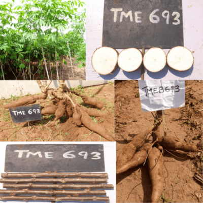 Poundable Cassava TME 693 Stem Variety | 50 Stem per pack
