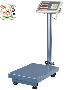 Digital Standing Scale | 500kg