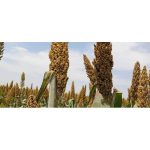 Sorghum SC-XP 104 Seed | 25kg