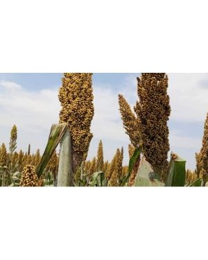 Sorghum SC-XP 104 Seed | 25kg