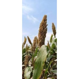 Sorghum SC-XP 104 Seed | 5kg