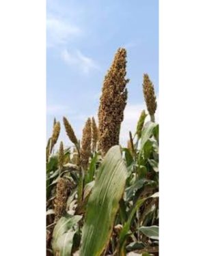 Sorghum SC-XP 104 Seed | 5kg