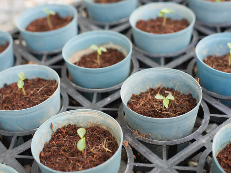seedlings