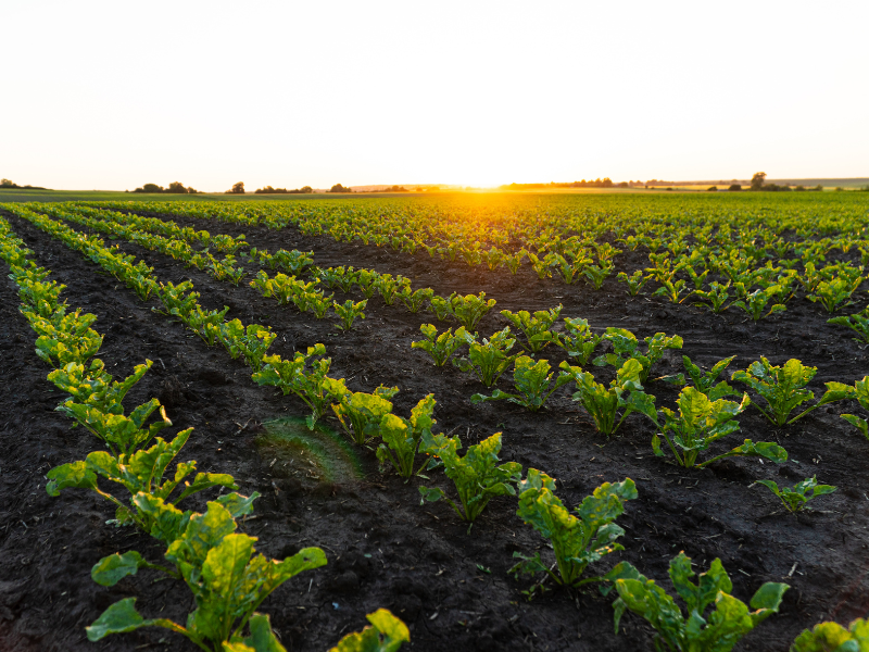 A long field of vegetable crop