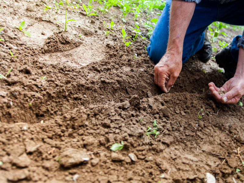 man picking the soil