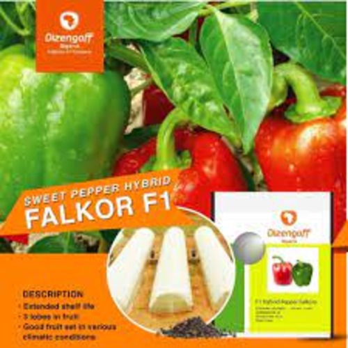 Falkor (Red) Pepper seed | 500 seeds x 1 pack