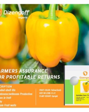 Golden Sun (Yellow) Pepper Seed | 500 Seeds x 1 Pack