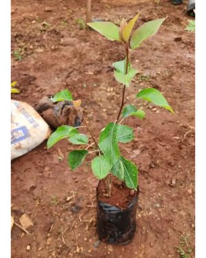 Local Pear Seedling