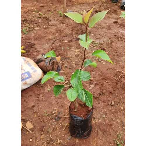 Local Pear Seedling