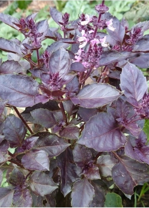 Well Grow Basil Dark Opal Seeds | 0.3gm Approx 200 Seeds