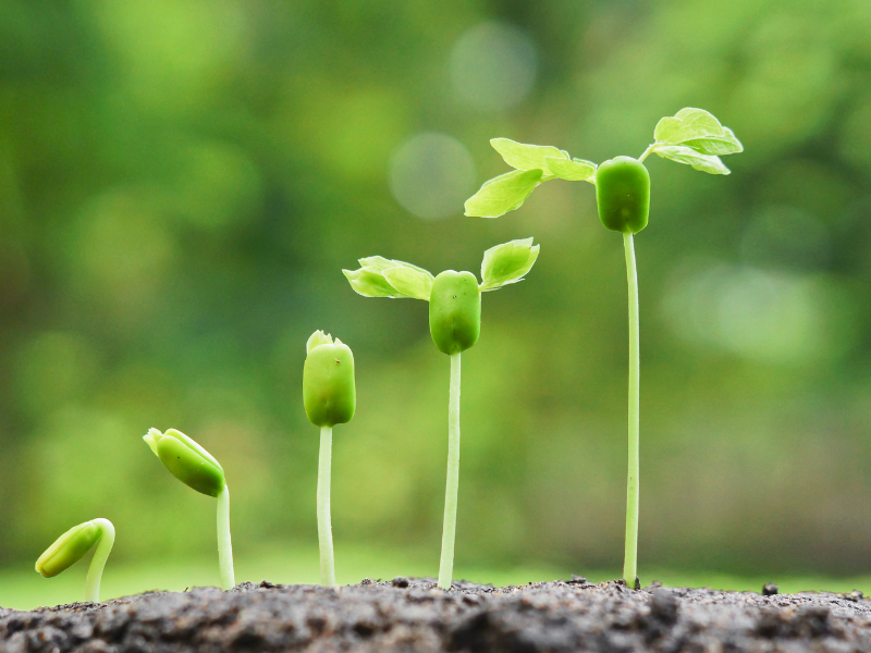 growing plants in their season