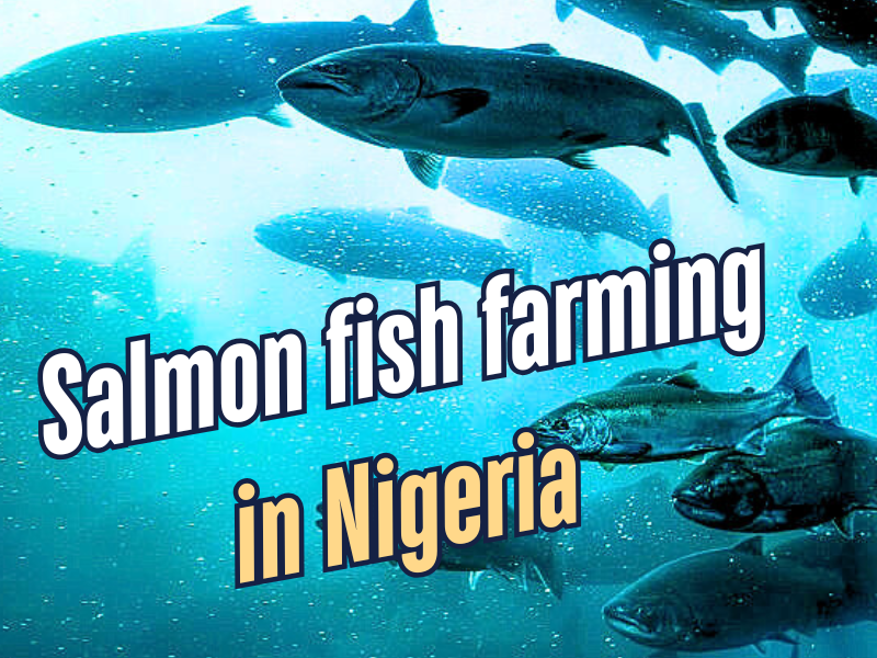 Salmon Fish Farming in Nigeria image