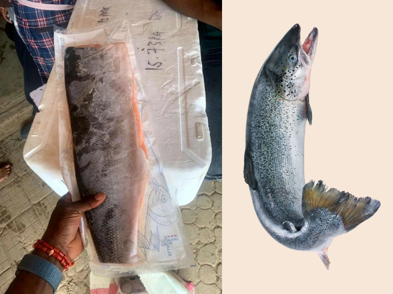 Current Situation of Salmon Farming in Nigeria