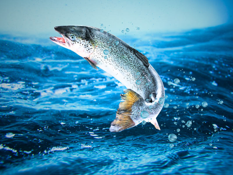 Where the Opportunities Are