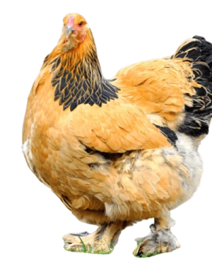 Brahma Chicken | 1 Carton (30 chicks) from HTS Farms