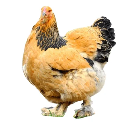 Day Old Brahma Chicken | 1 Carton  
