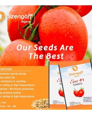 Eva F1 Tomato Seeds from HTS farms