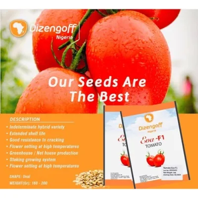 Eva F1 Tomato Seeds 25g