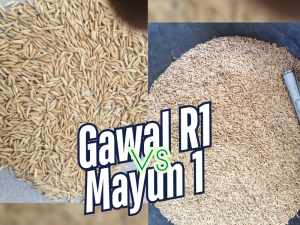 Mayun 1 vs. GAWAL R1 Rice Seeds