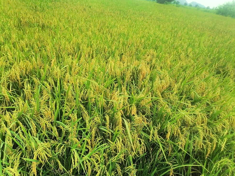 image of Mayun 1 rice field
