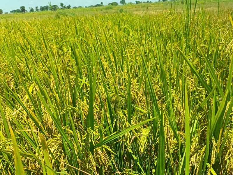 disease and gawal r1 and mayun 1: pest resistance comparison