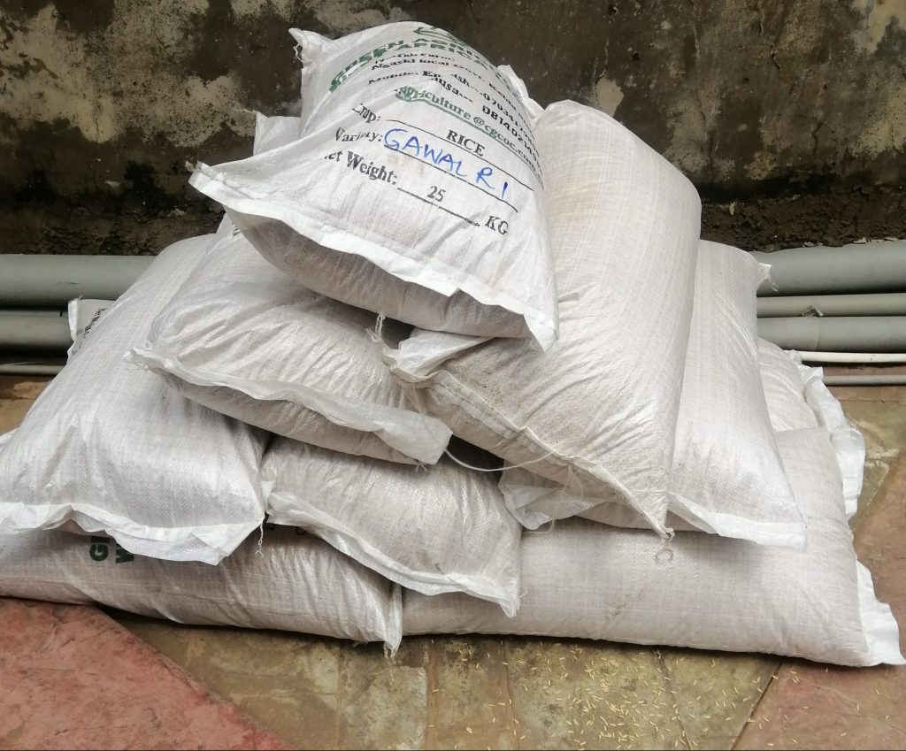 Overview of Mayun 1 and GAWAL R1 Rice Varieties