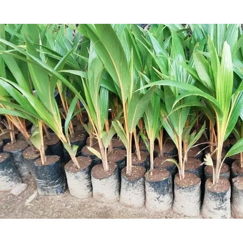 Coconut Nursery Seedling from HTS Farms