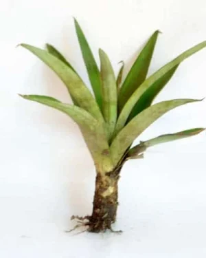 Pineapple Suckers from HTS Farms