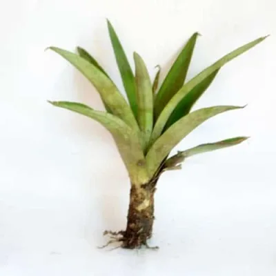 Cayenne Pineapple Suckers
