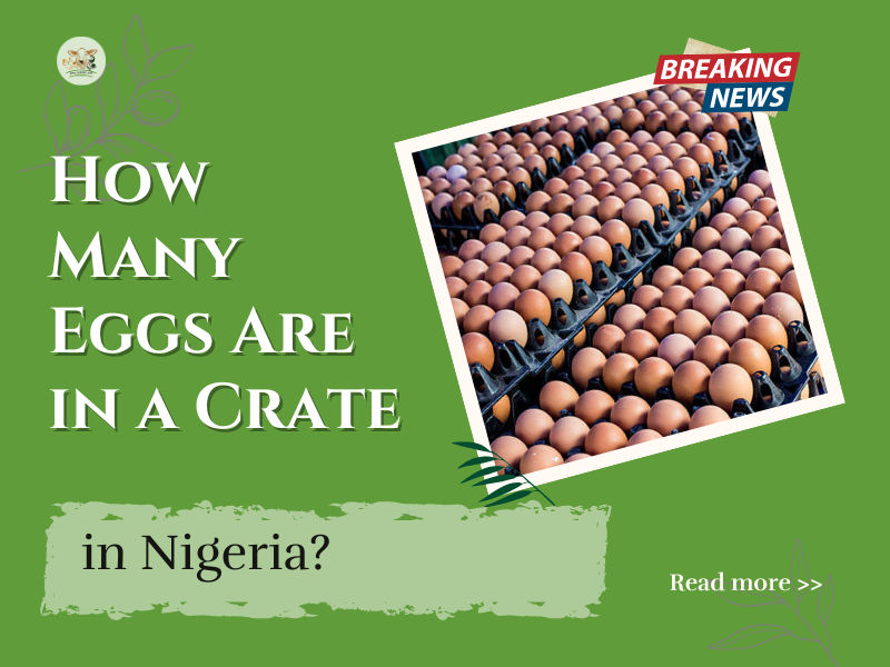How Many Eggs in a Crate in Nigeria?