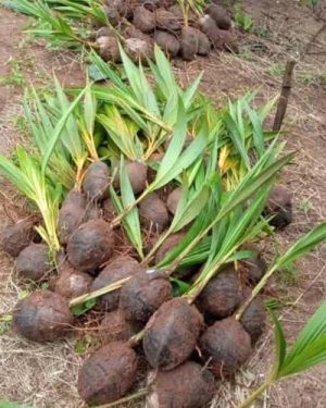Coconut Nursery Seedling from HTS Farms