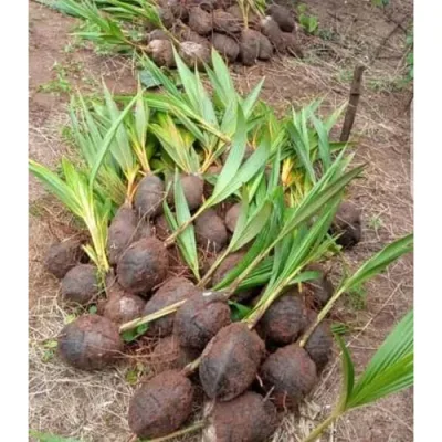 Coconut Nursery Seedling