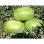 Dizengoff Watermelon Graymax F1 | 500 Seeds from HTS Farms