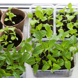 Seeds & Seedlings