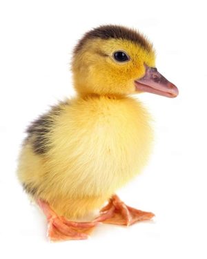 Day Old Local Duck | Full Carton (30 Ducklings)