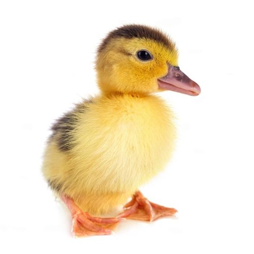 Day Old Local Duck | Full Carton (30 Duckling)