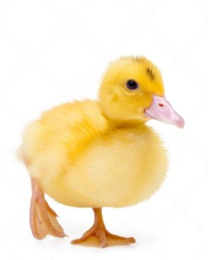 Day Old Foreign Duck | Full Carton (30 Duckling)