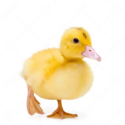 Day Old Foreign Duck | Full Carton (30 Duckling)