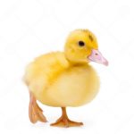 Day Old Foreign Duck | Half Carton (15 Duckling) from HTS Farms