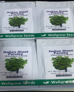 Italian Giant Parsley (Well Grow ) | 4g (1500 Seeds) from HTS Farms
