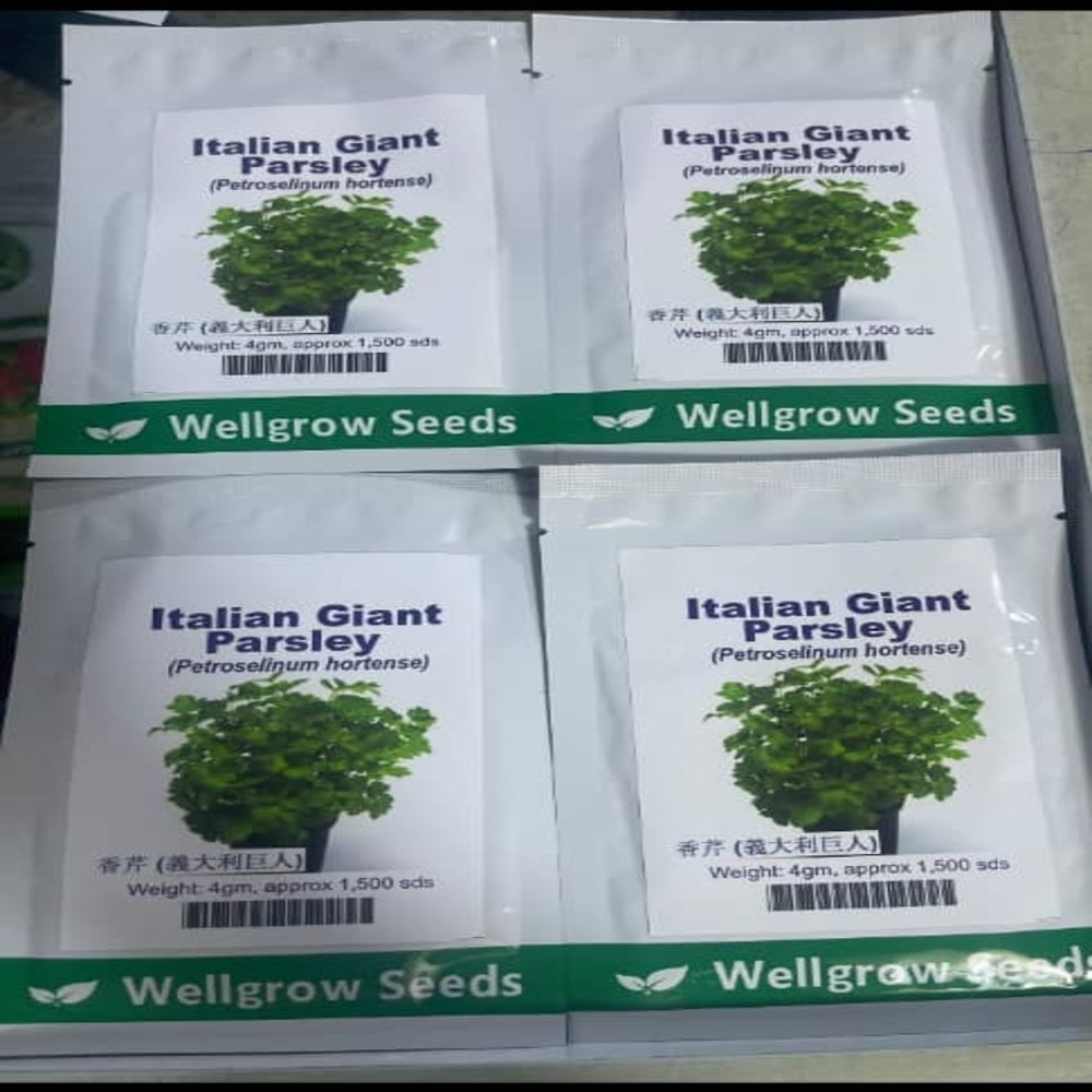 Italian Giant Parsley (Well Grow ) | 4g (1500 Seeds) from HTS Farms