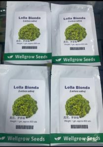 Lettuce Lolla Bionda (Lactuca Sativa) | 1g (800 Seeds)