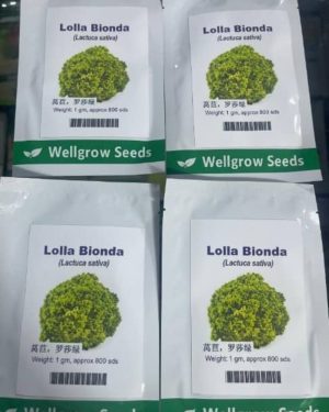 Lettuce Lolla Bionda (Lactuca Sativa) | 1g (800 Seeds)
