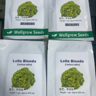 Lettuce Lolla Bionda (Lactuca Sativa) | 0.5g (400 Seeds)