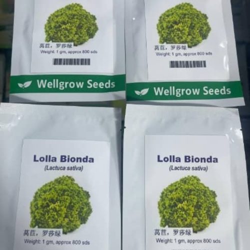Lettuce Lolla Bionda (Lactuca Sativa) | 1g (800 Seeds)