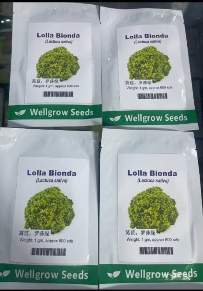 Lettuce Lolla Bionda (Lactuca Sativa) | 1g (800 Seeds)