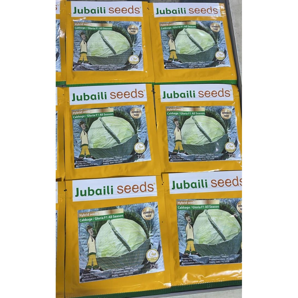 Hybrid Cabbage Gloria F1 All Season Seeds (Jubaili) | 25g from HTS Farms